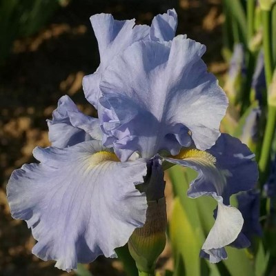 Aigue Marine (Cayeux, 2011)